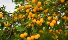 Внешний вид дерева и плодов