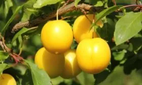 Слива Мирабель Нанси