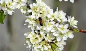 Цветение и опыление сливы