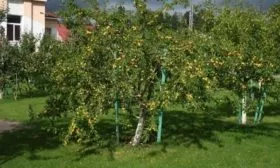 Лучшее место для сливового сада