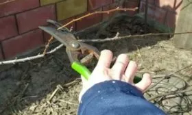 Обрезка жёлтой сливы