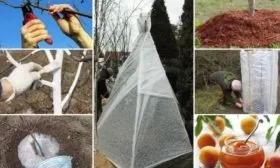 подготовка жёлтой сливы к зимовке