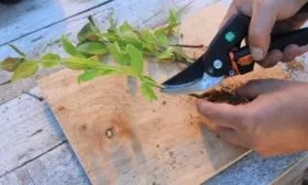 размножение жёлтой сливы черенками