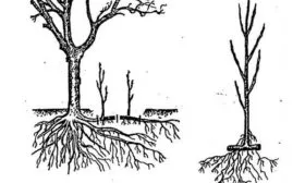 размножение жёлтой сливы корневой порослью