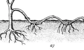 размножение жёлтой сливы отводками
