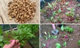 посадка свеклы