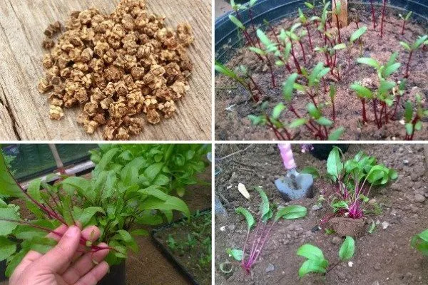 посадка свеклы