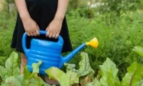 уход за свёклой