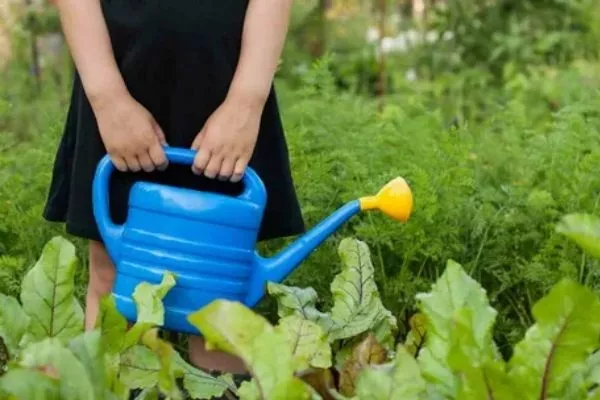 уход за свёклой