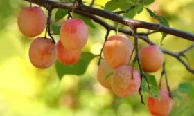 Слива Яхонтовая