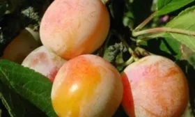 плоды сливы Яхонтовая