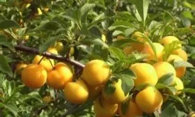 Внешний вид дерева сливы Яхонтовая