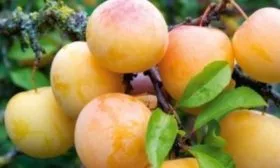 как выглядят плоды сливы Яхонтовая