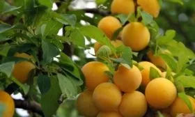 Обилие урожая сливы