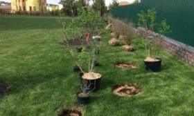 Как подобрать участок для посадки для сливы желтой