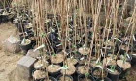 Выбор посадочного материала сливы