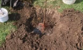 высадка сливы