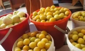 Сборка урожая и правила хранения сливы