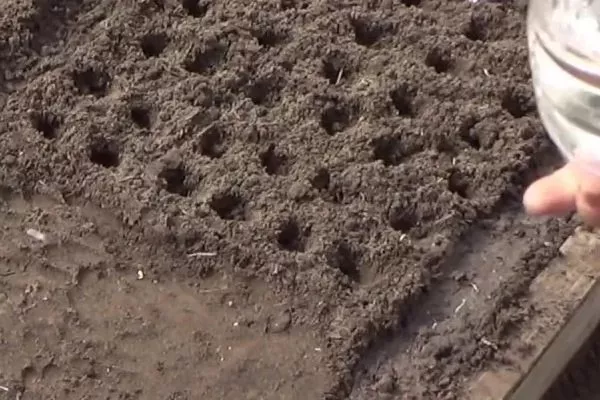 посев салата Санторо