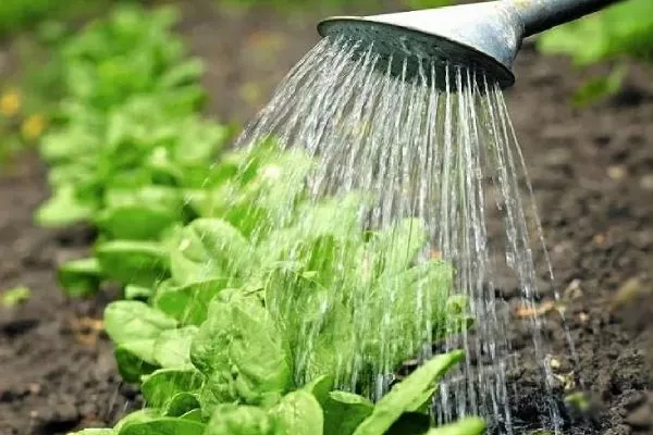 полив салата