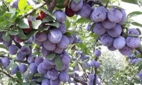 слива Заречная ранняя