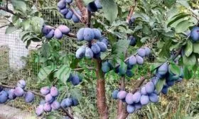 Описание дерева сливы