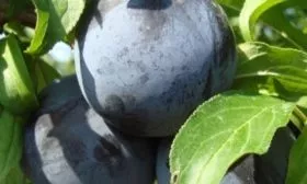 Внешний вид плодов сливы