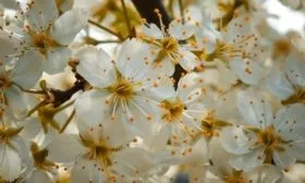 Цветение сливы