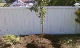 Выбор места для посадки сливы