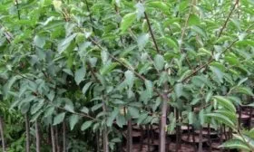 Как выбрать и подготовить саженец сливы