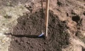 высадка сливы