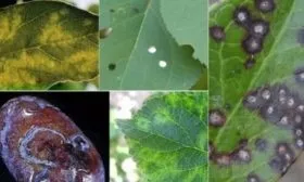 Болезни и вредители сливы