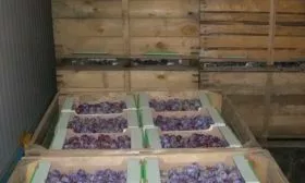 хранение сливы