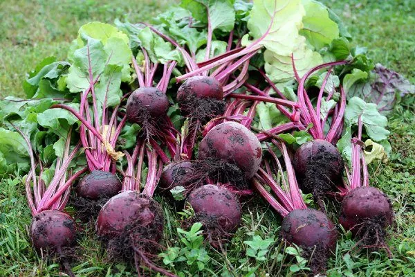 Свёкла Мулатка