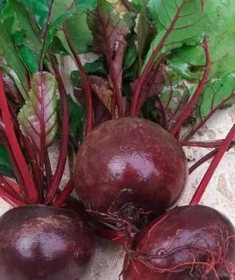 внешний вид ботвы и плодов