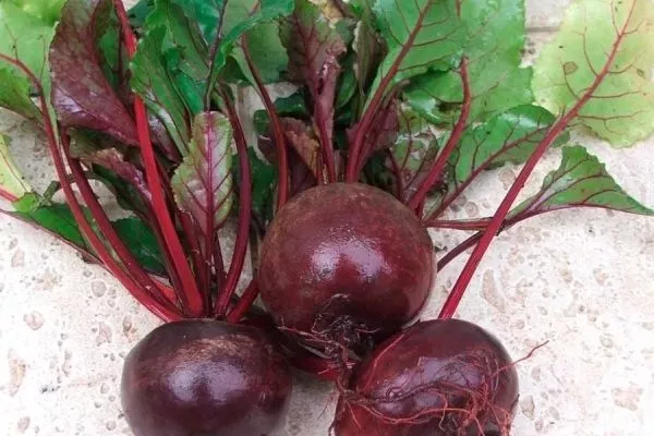 внешний вид ботвы и плодов