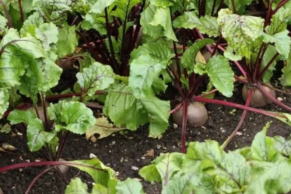свёкла на грядках