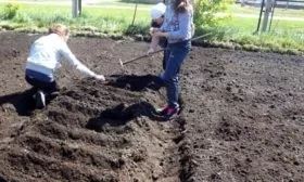 подготовка огорода к посеву свёклы