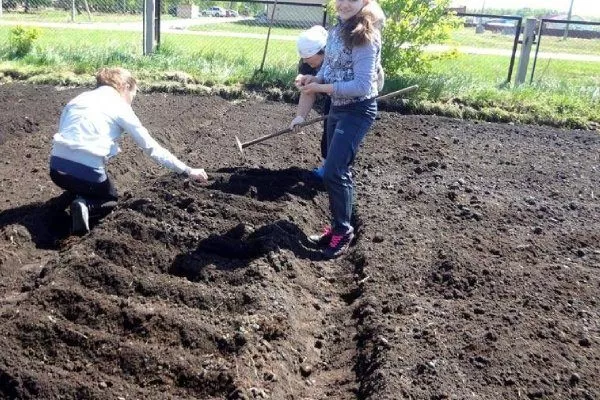 подготовка огорода к посеву свёклы