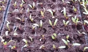 выращивание свёклы рассадой