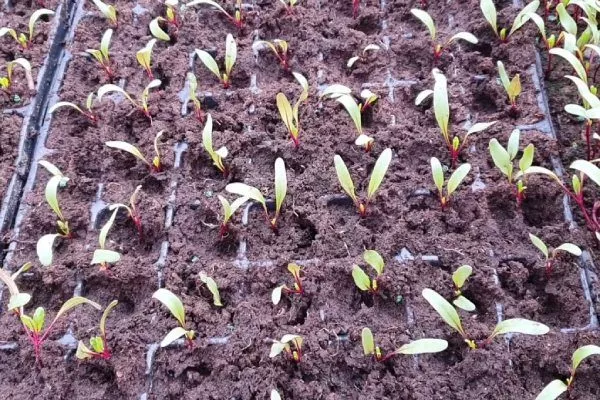 выращивание свёклы рассадой