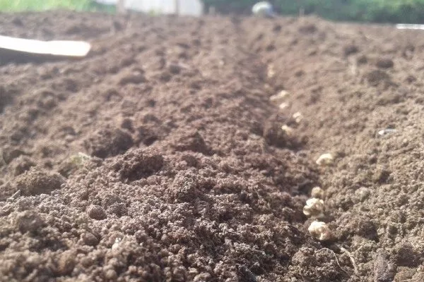 посев свёклы в огород