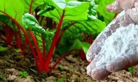 уход за свёклой