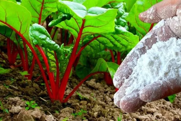 уход за свёклой