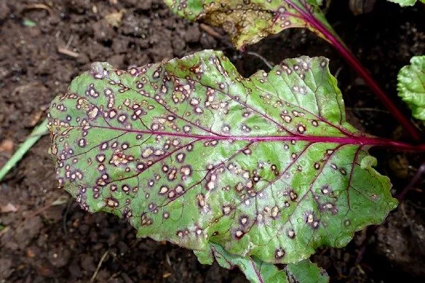 болезни свёклы