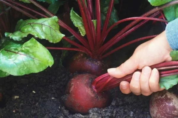 уборка свёклы вручную