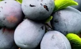 Слива Ненька