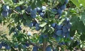 Слива сорта Ненька