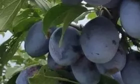 Внешний вид сливы