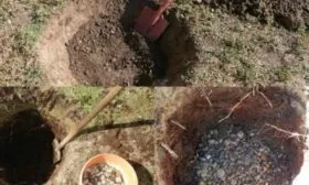 ямы для посадки сливы сливы